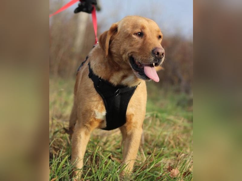 Roki ❤️ lieber, verschmuster Familienhund