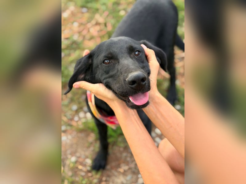 Labbi-Mix GABY❤️albern, liebenswert und ein Herz aus Gold