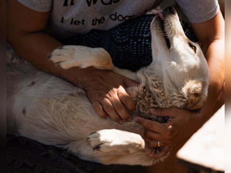 Lola ❤️ intelligente, verschmuste Hündin Lola ❤️ intelligente, verschmuste Hündin
