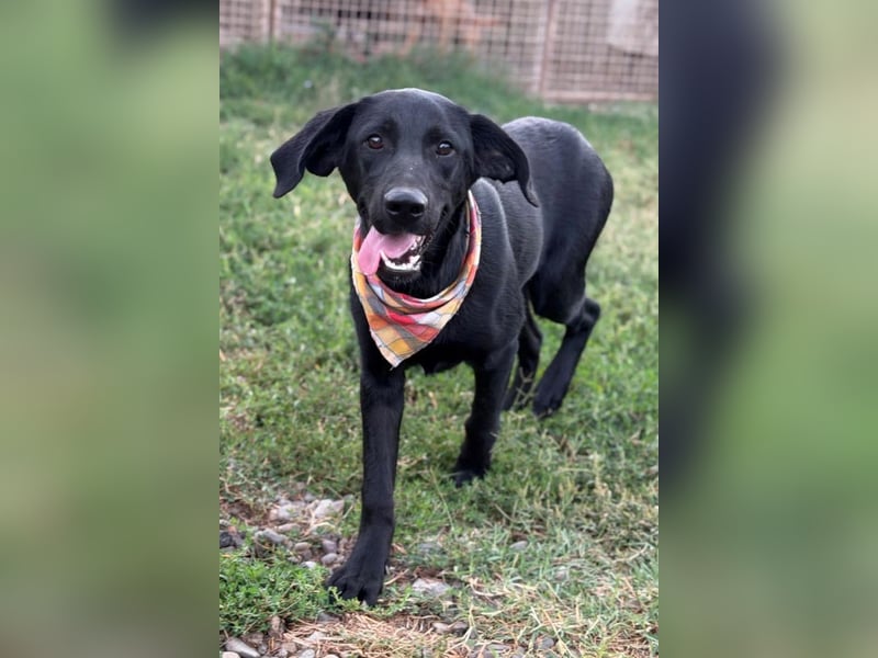 Labbi-Mix GABY❤️albern, liebenswert und ein Herz aus Gold