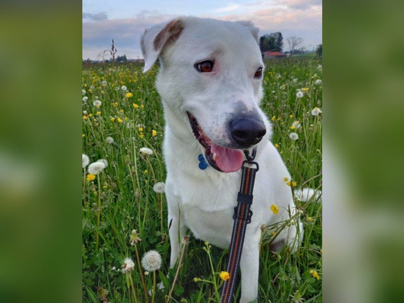 Labi-Boxer ♥SNOW♥ wartet bereits in 80993 München auf seine treue Familie