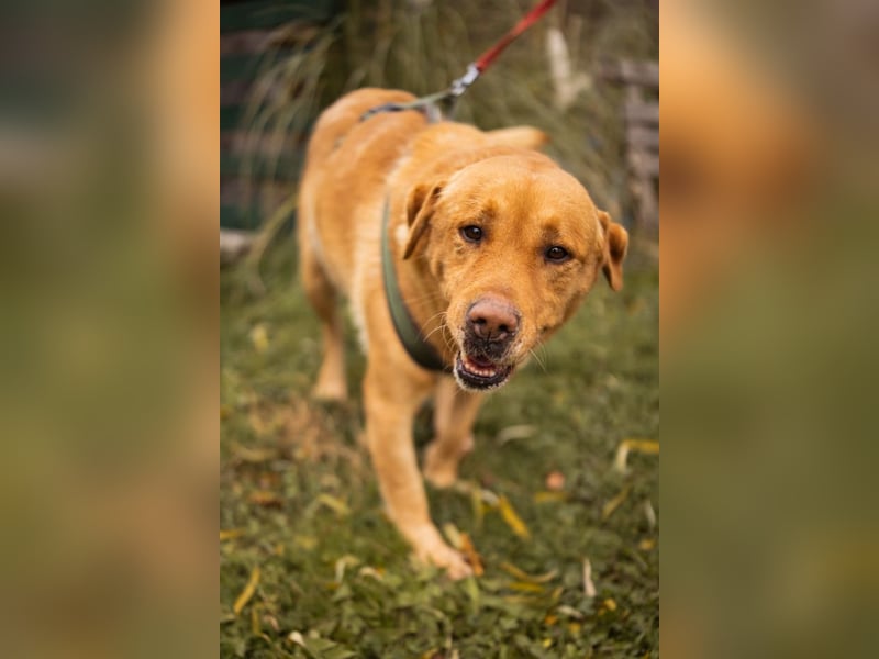 Roki ❤️ lieber, verschmuster Familienhund