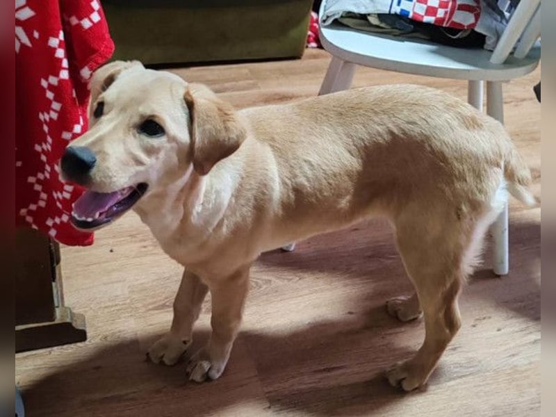 Nelio ❤️ junger, verspielter und verschmuster Labi-Mix