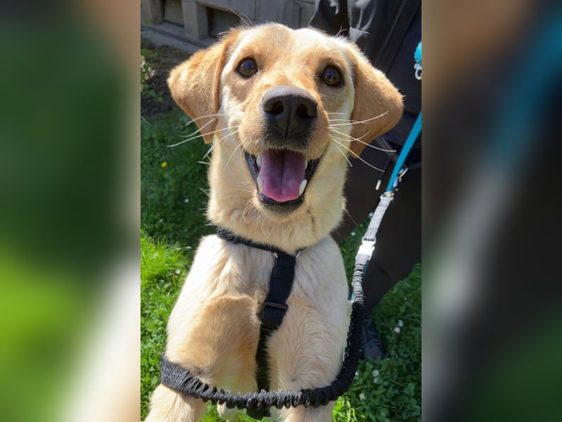 Nelio ❤️ wartet in 09648 Mittweida auf dich