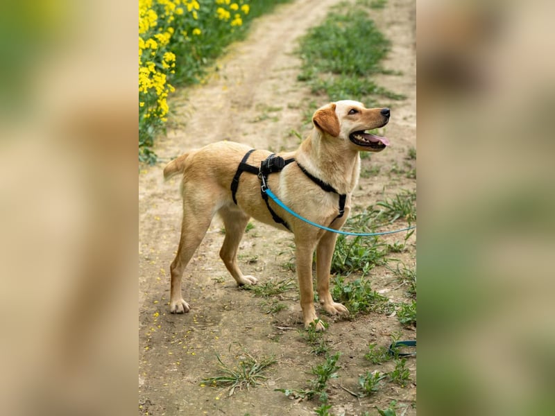 Nelio ❤️ wartet in 01640 Coswig auf deinen Besuch