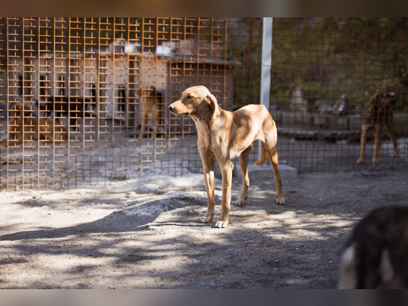 Danny ❤️ aktiver & goldiger Hundebub