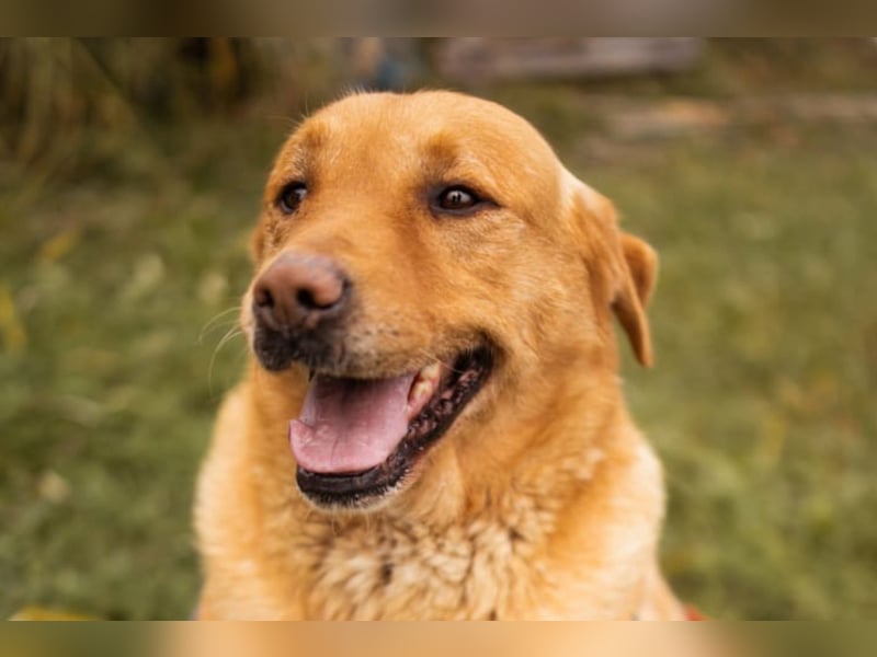 Roki ❤️ lieber, verschmuster Familienhund