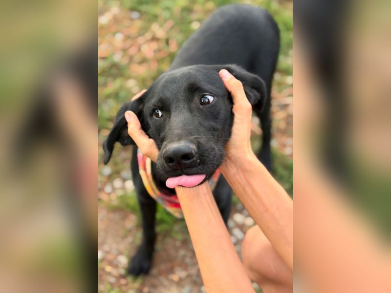 Labbi-Mix GABY❤️albern, liebenswert und ein Herz aus Gold