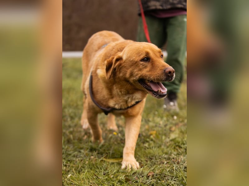 Roki ❤️ lieber, verschmuster Familienhund