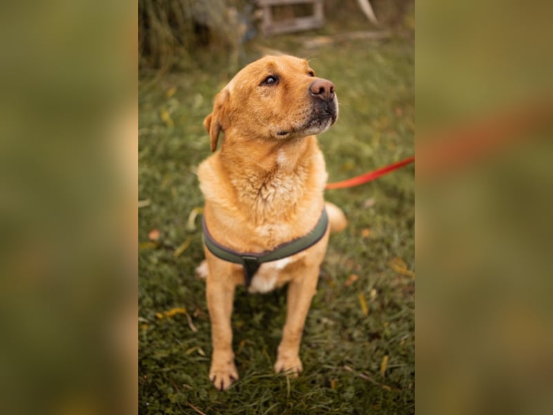 Roki ❤️ lieber, verschmuster Familienhund