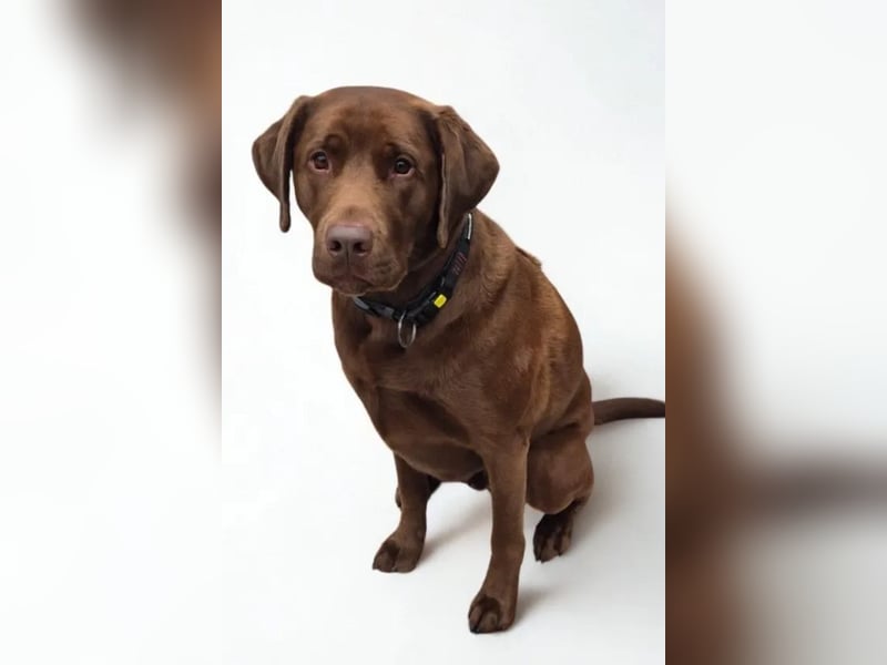 Nacho ❤️ sensible, loyale Fellnase