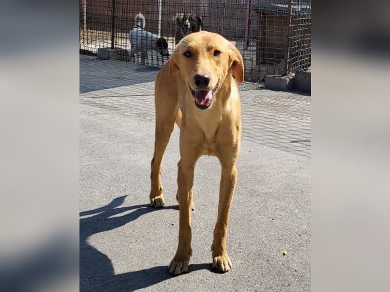 Dany ❤️ aktiver & goldiger Hundebub