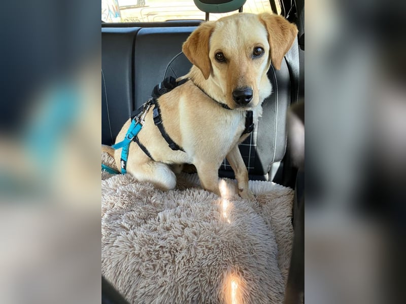 Nelio ❤️ wartet in 09648 Mittweida auf dich