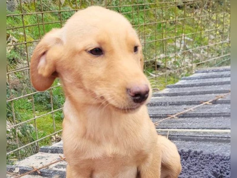 Dany ❤️ aktiver, aufgeschlossener & goldiger Hundebub