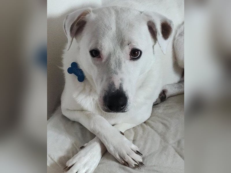 Labi-Boxer-Rüde ♥SNOW♥ sanft und lieb wartet in 86925 Fuchstal-Leeder auf seine Für-Immer-Menschen