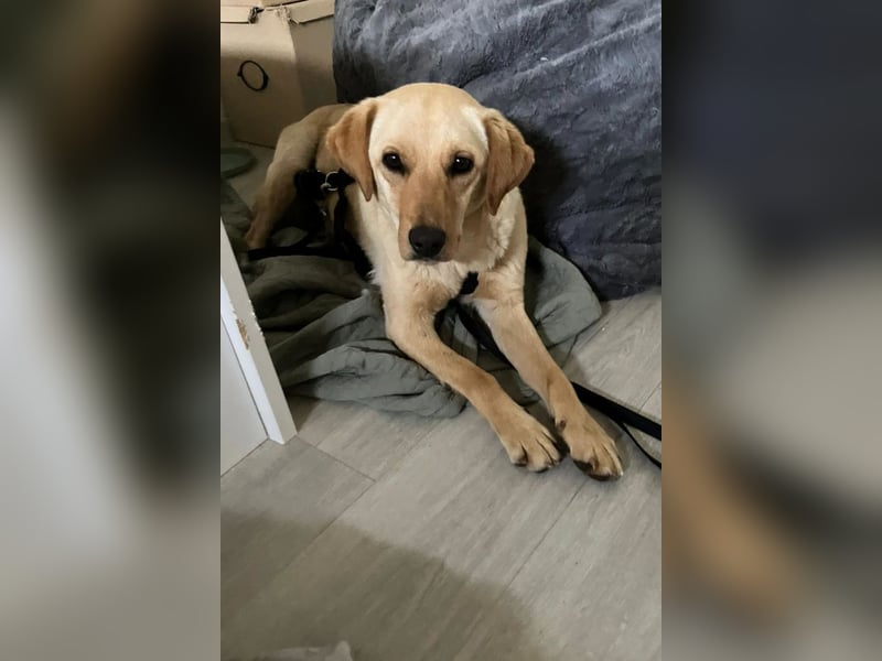 Nelio ❤️ wartet in 01640 Coswig auf deinen Besuch