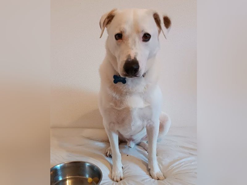 Labi-Boxer-Rüde ♥SNOW♥ sanft und lieb wartet in 86925 Fuchstal-Leeder auf seine Für-Immer-Menschen