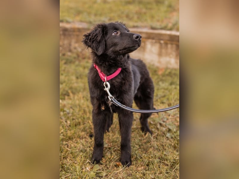 Labbi-Mix JUNAK❤️verspielt, liebevoll und ein best buddy!