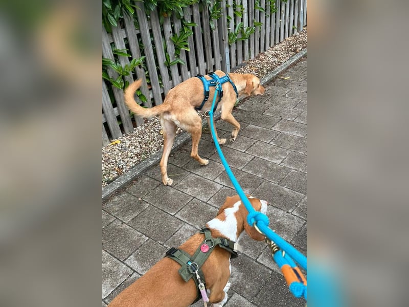 Dany ❤️ wartet bereits in 23617 Stockelsdorf