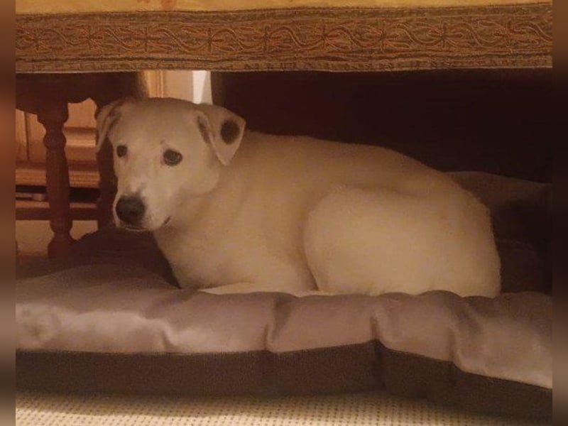 Labi-Boxer-Rüde ♥SNOW♥ sanft und lieb wartet in 86925 Fuchstal-Leeder auf seine Für-Immer-Menschen