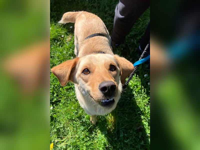 Nelio ❤️ wartet in 01640 Coswig auf deinen Besuch