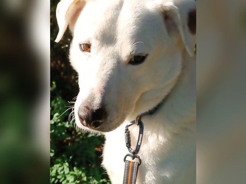 Labi-Boxer ♥SNOW♥ wartet bereits in 80993 München auf seine treue Familie