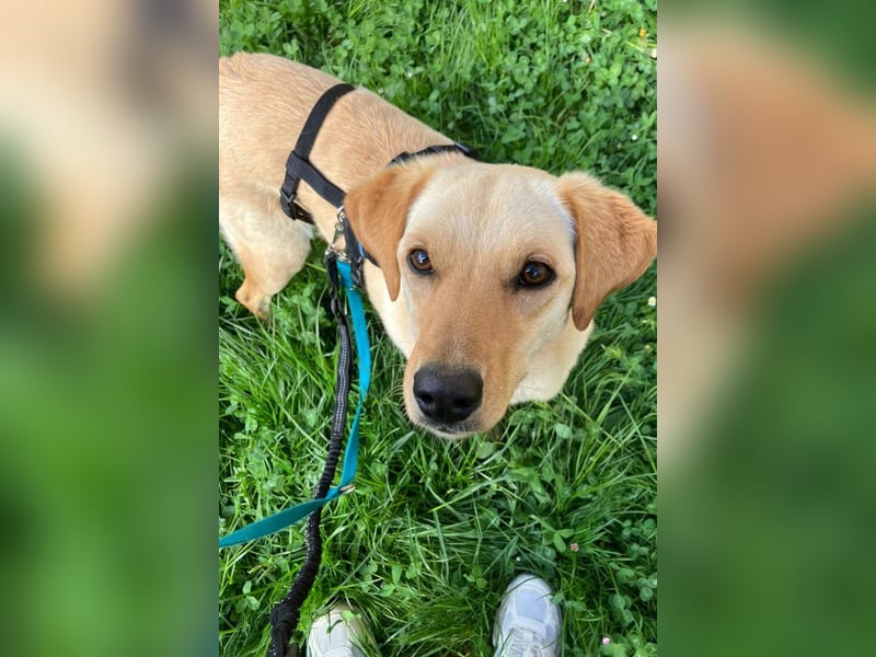 Nelio ❤️ wartet in 01640 Coswig auf deinen Besuch