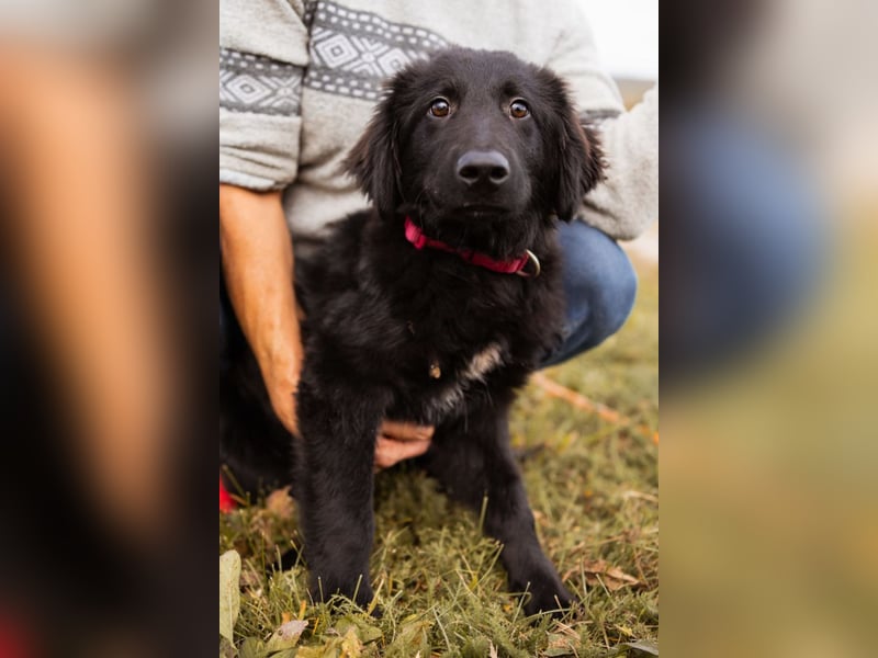 Labbi-Mix JUNAK❤️verspielt, liebevoll und ein best buddy!