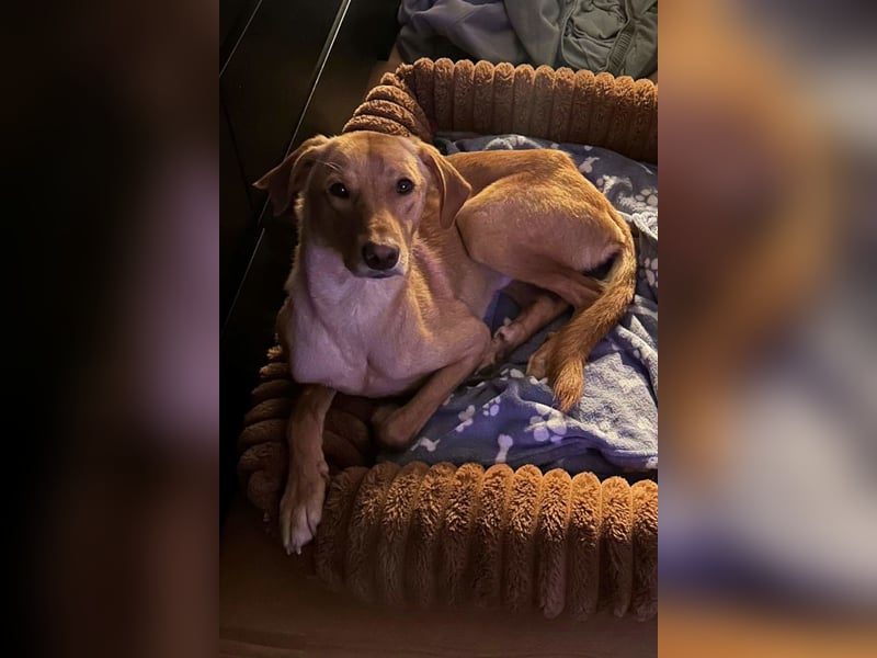 Dany ❤️ wartet bereits in 23617 Stockelsdorf