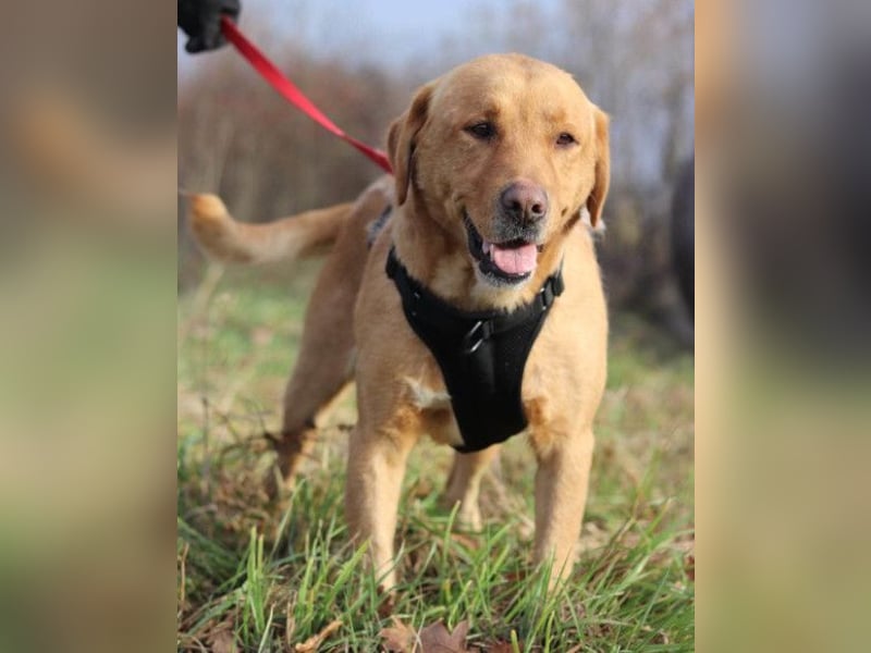 Roki ❤️ lieber, verschmuster Familienhund