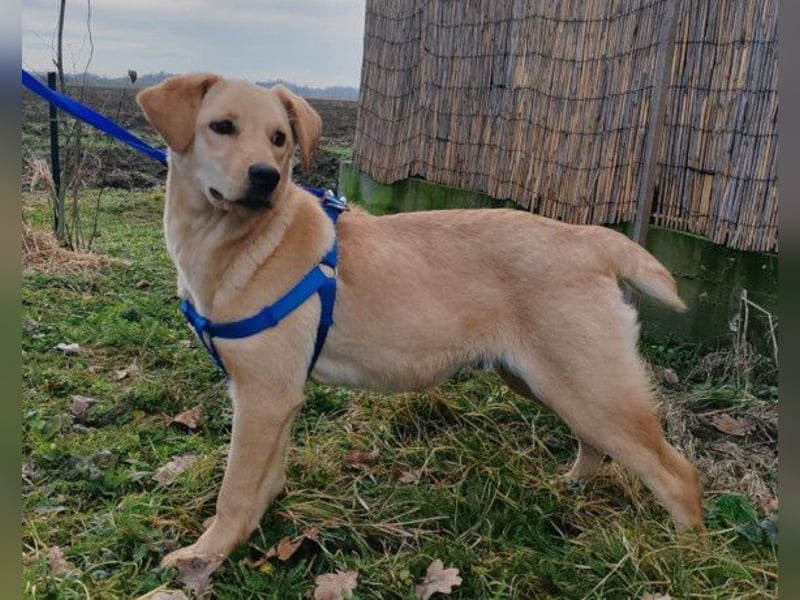 Nelio ❤️ junger, verspielter und verschmuster Labi-Mix