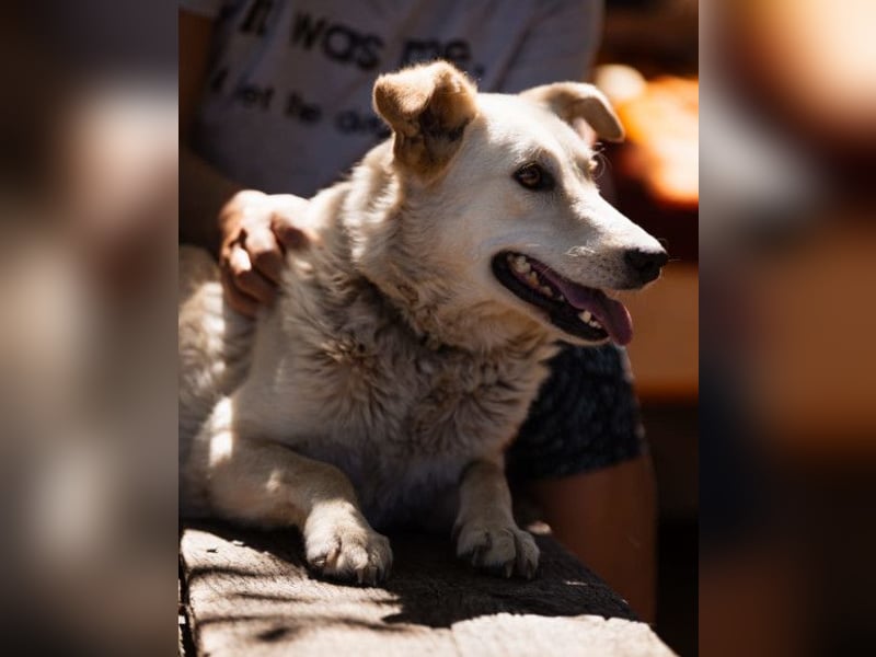 Lola ❤️ intelligente, verschmuste Hündin