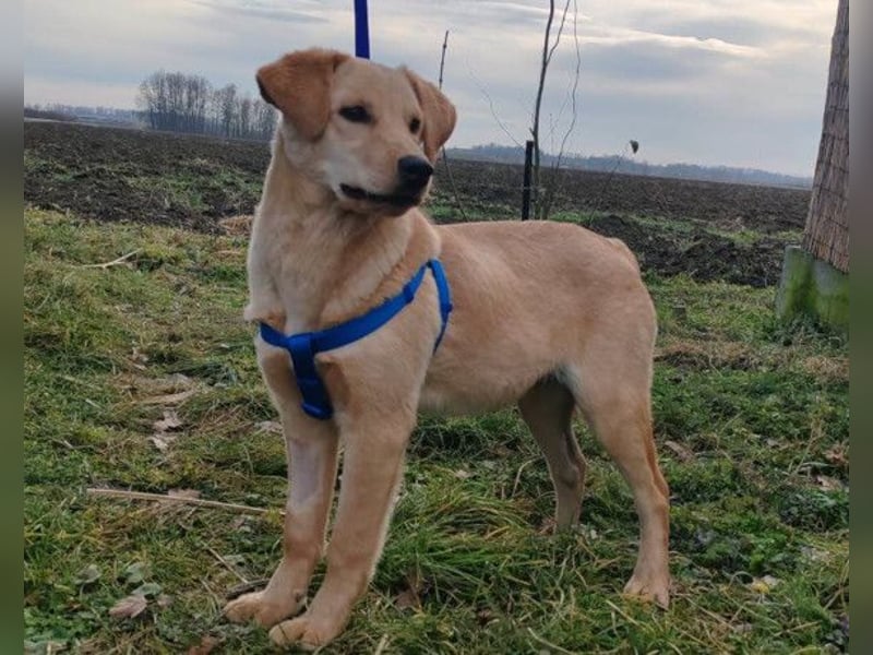 Nelio ❤️ junger, verspielter und verschmuster Labi-Mix