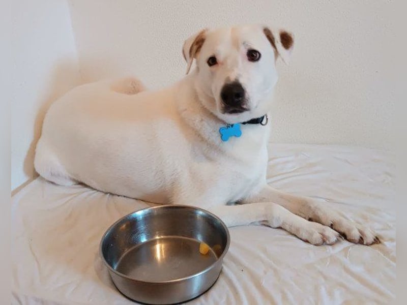 Labi-Boxer ♥ SNOW ♥ wartet bereits in 80993 München auf seine Für-Immer-Menschen :)