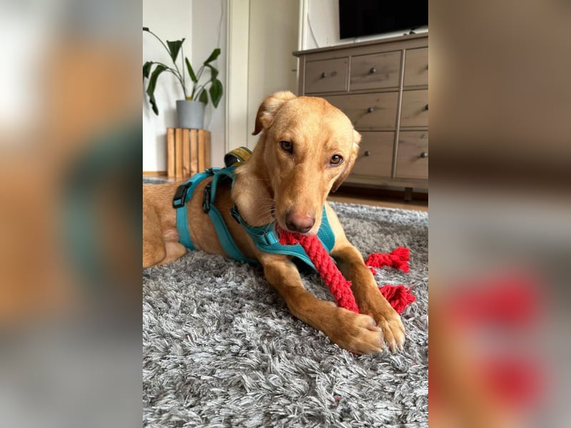 Dany ❤️ wartet bereits in 23617 Stockelsdorf