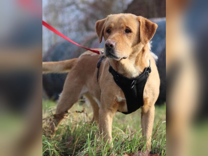 Roki ❤️ lieber, verschmuster Familienhund