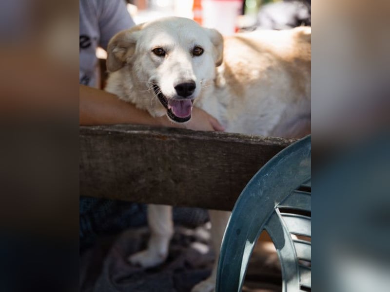 Lola ❤️ intelligente, verschmuste Hündin