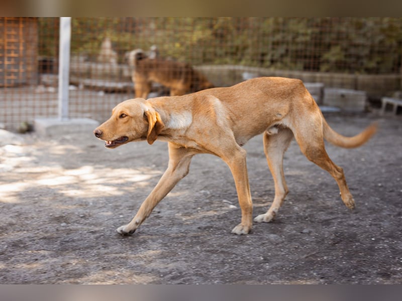 Dany ❤️ aktiver & goldiger Hundebub