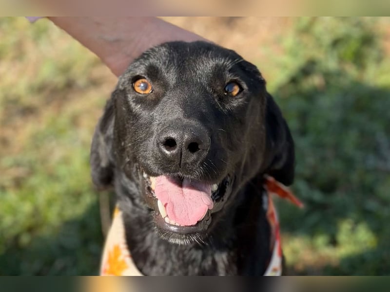 Labbi-Mix MANTIS❤️bezauberndes, neugieriges und albernes Hundemädchen sucht ihre Familie
