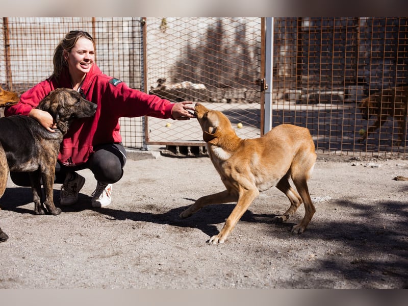 Danny ❤️ aktiver & goldiger Hundebub