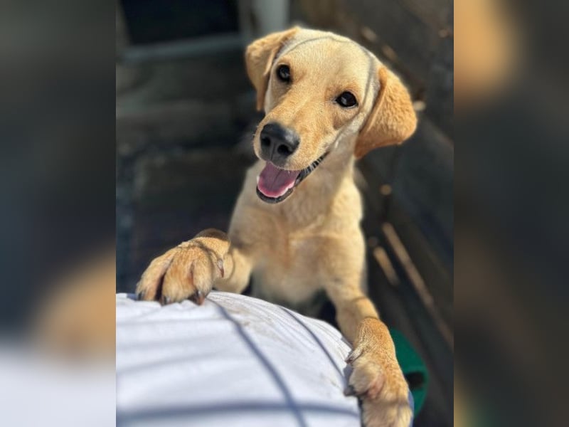 Nelio ❤️ junger, verspielter und verschmuster Labi-Mix