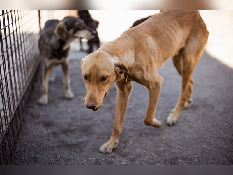 Danny ❤️ aktiver & goldiger Hundebub