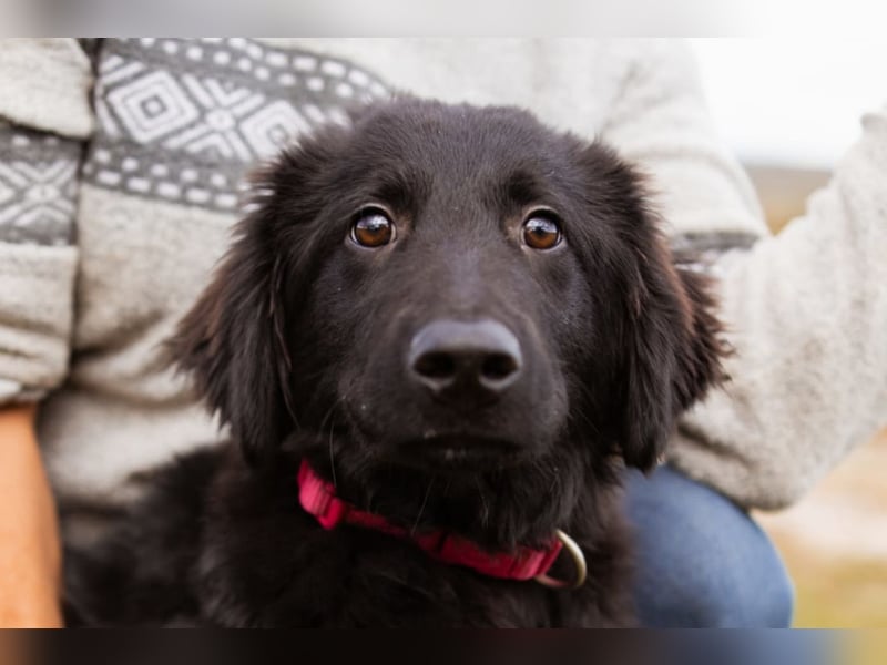 Labbi-Mix JUNAK❤️verspielt, liebevoll und ein best buddy!