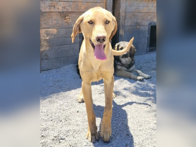 Dany ❤️ aktiver & goldiger Hundebub