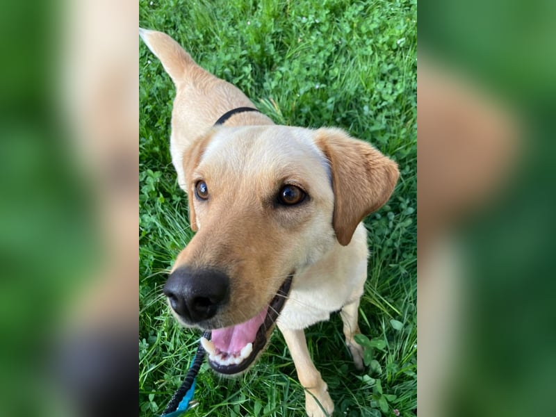 Nelio ❤️ wartet in 09648 Mittweida auf dich