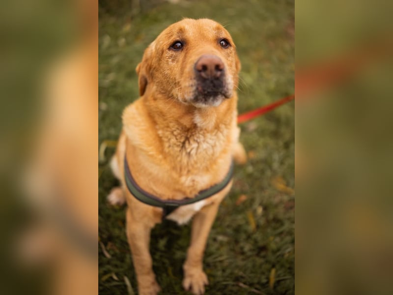 Roki ❤️ lieber, verschmuster Familienhund