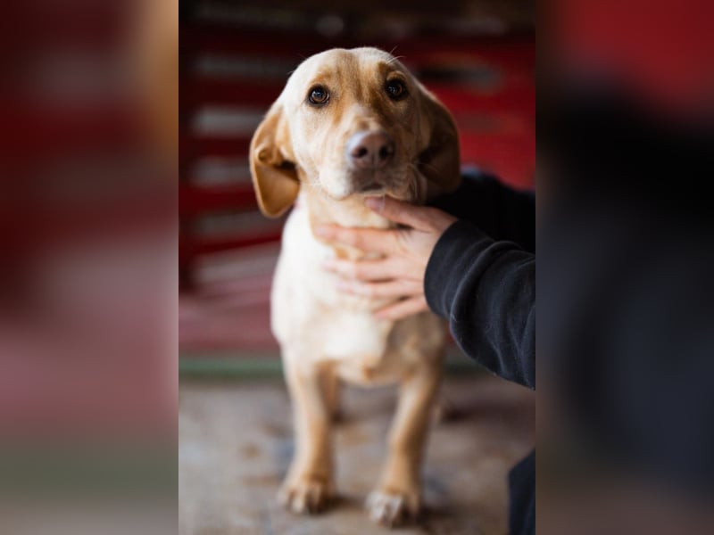 Sally ❤️ kuschlige, ruhige Labi-Hündin