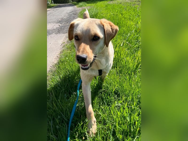 Nelio ❤️ wartet in 09648 Mittweida auf dich