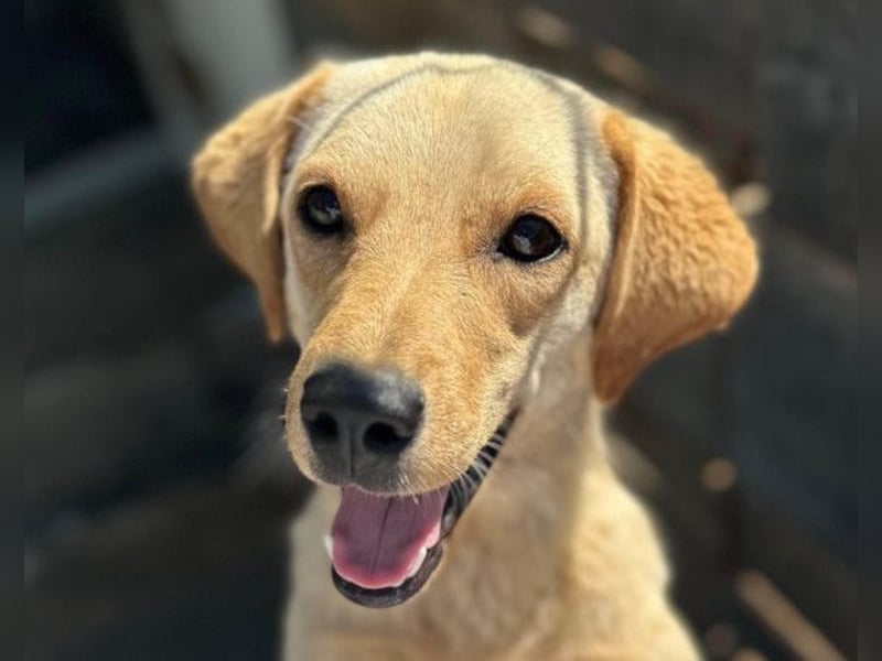 Nelio ❤️ junger, verspielter Labi-Mix