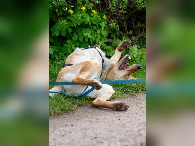 Nelio ❤️ wartet in 01640 Coswig auf deinen Besuch